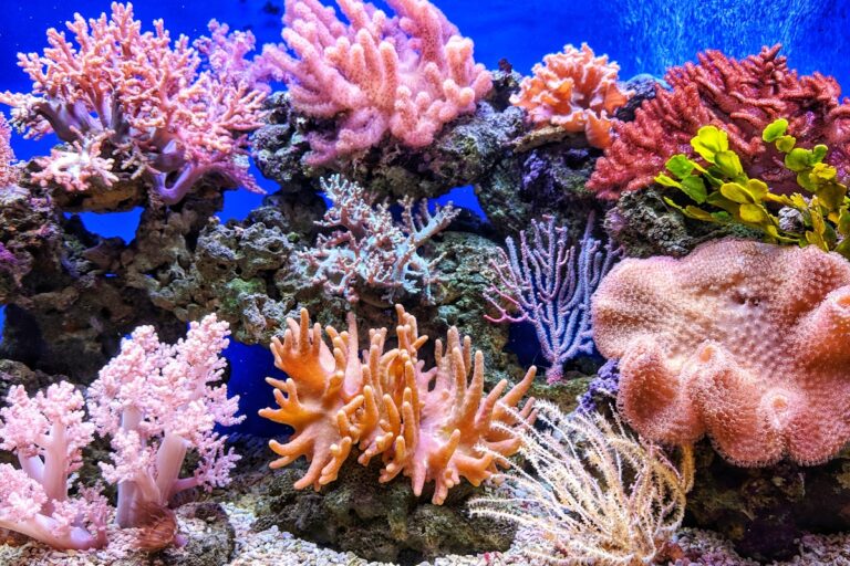 Coral Reefs – Cities Under the Sea | ESL Worksheet Level C (Elementary)