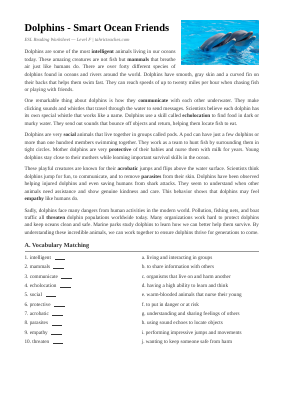 Dolphins Intermediate