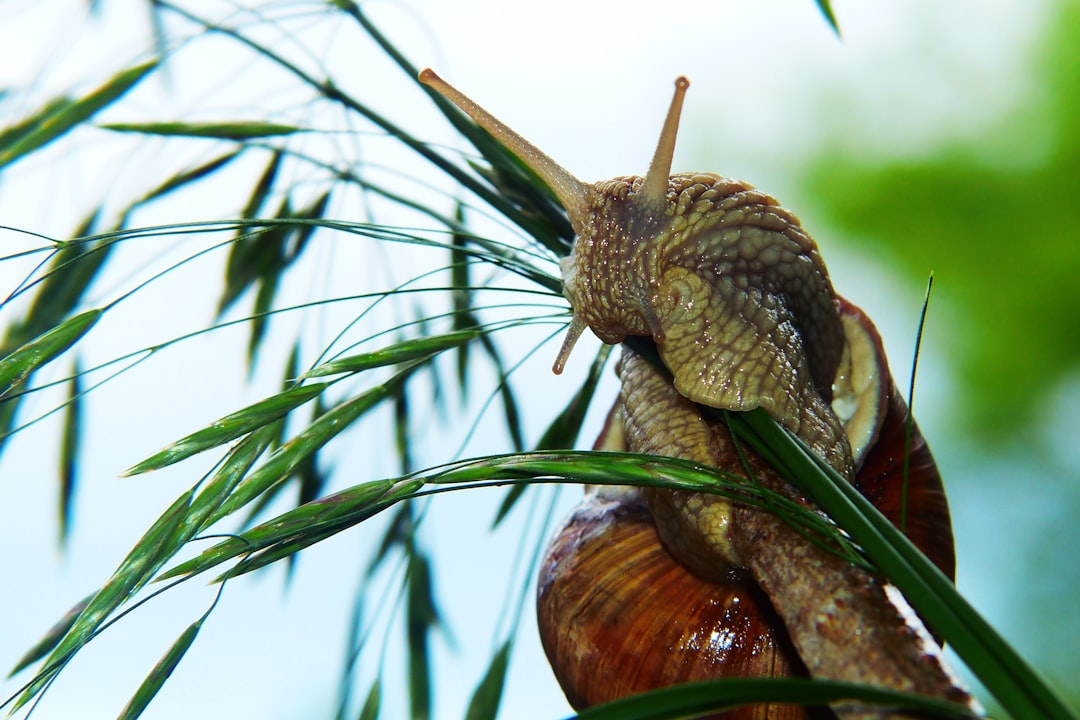 Giant African Snails - English learning resource for students