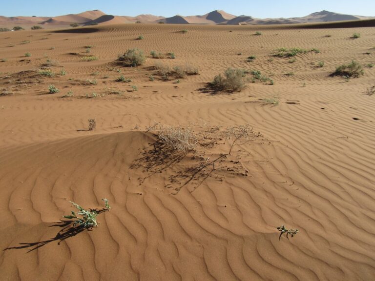 Scarcity & Survival — Advanced ESL Lesson | Humans & The Universe #5