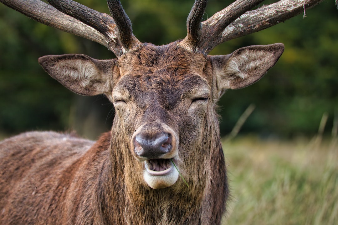 Fun Animal Idioms Guide