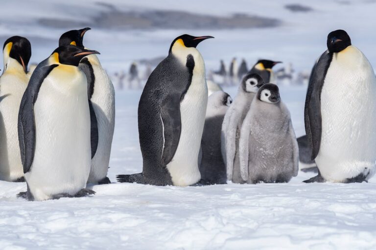 Penguins ESL Worksheet — Elementary Level C Reading PDF
