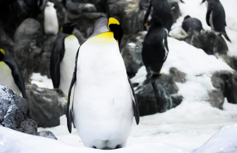 Penguins ESL Worksheet — Advanced Level F Reading PDF