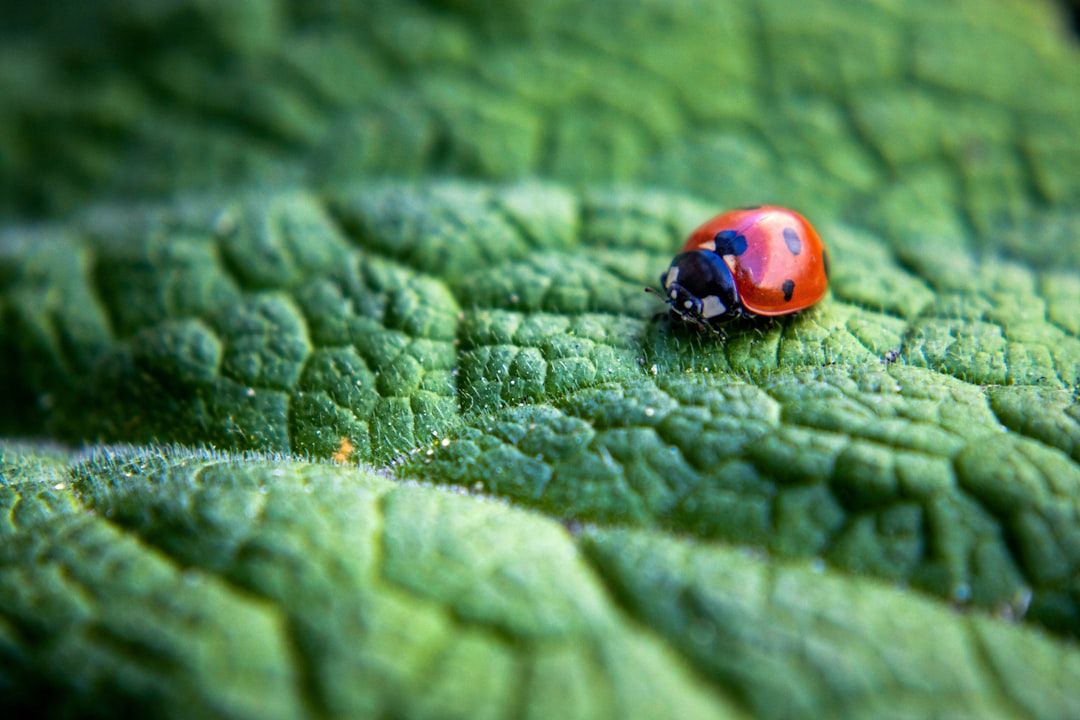 A ladybug rests on a textured green leaf.