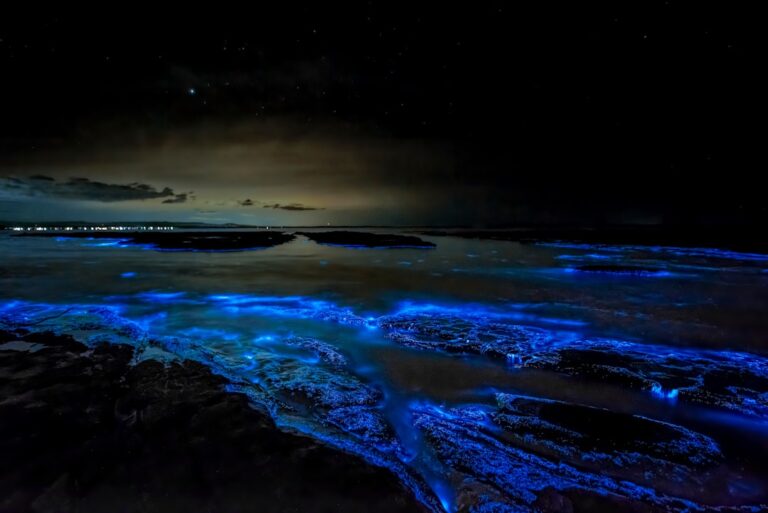 Bioluminescence in Nature | Elementary ESL Worksheet PDF