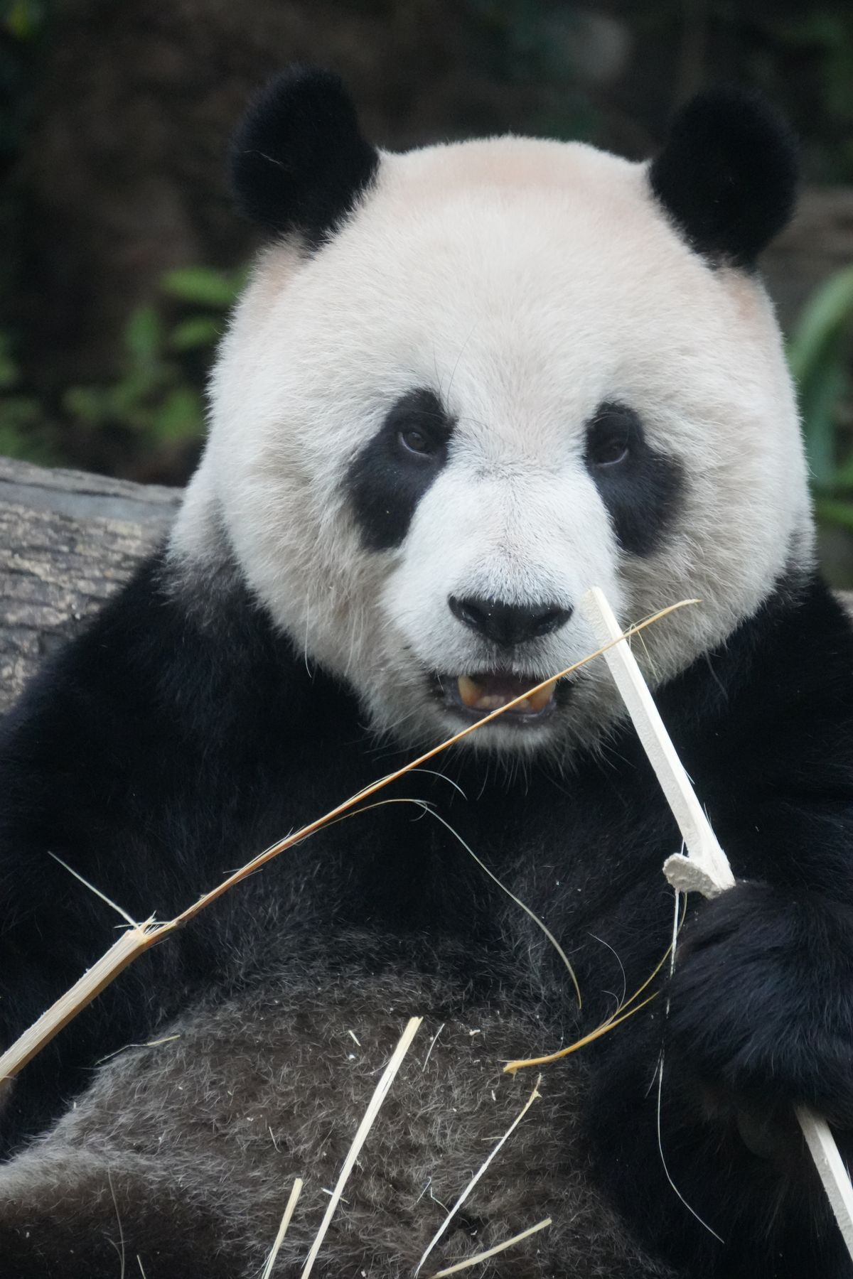 Giant panda in its natural mountain forest habitat
