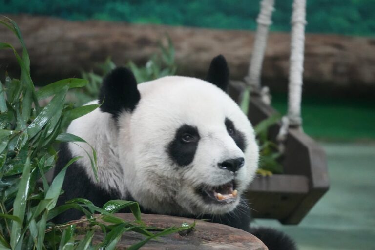 Giant Pandas — Elementary ESL Reading Worksheet (Level C)