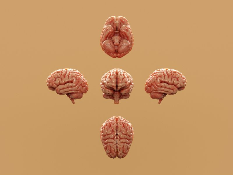 Human brain models illustrating the neuroplasticity behind the growth mindset