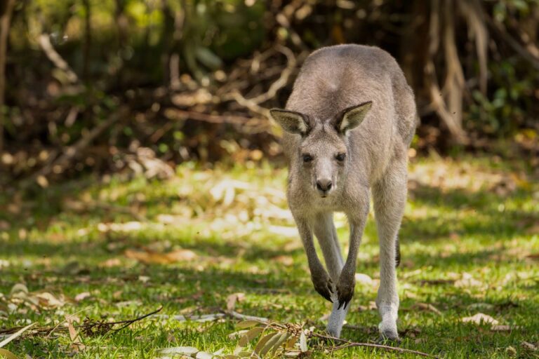 Kangaroos ESL Worksheet — Advanced Level F Reading PDF