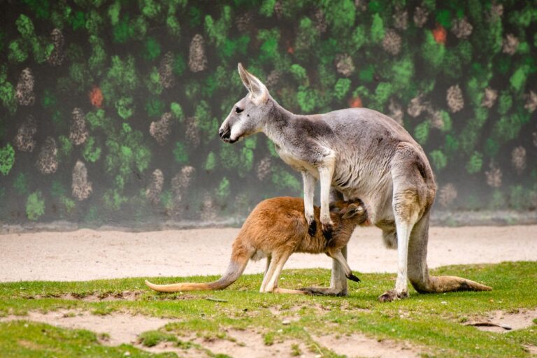 Kangaroos ESL Worksheet — Elementary Level C Reading PDF