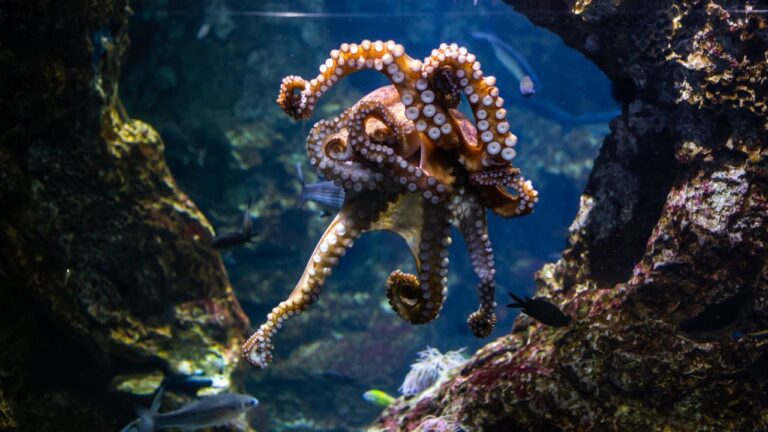 Octopuses ESL Worksheet — Elementary Level C Reading PDF