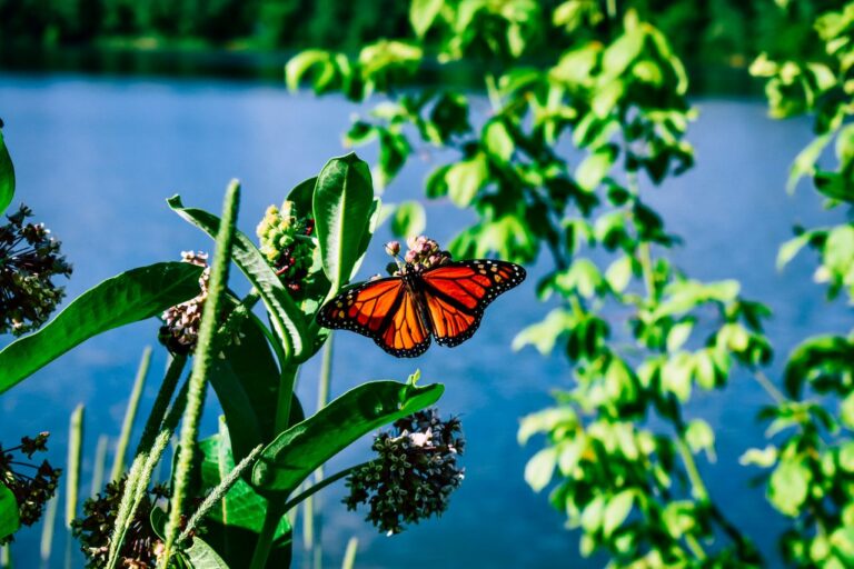 Butterflies ESL Worksheet — Advanced Level F Reading PDF