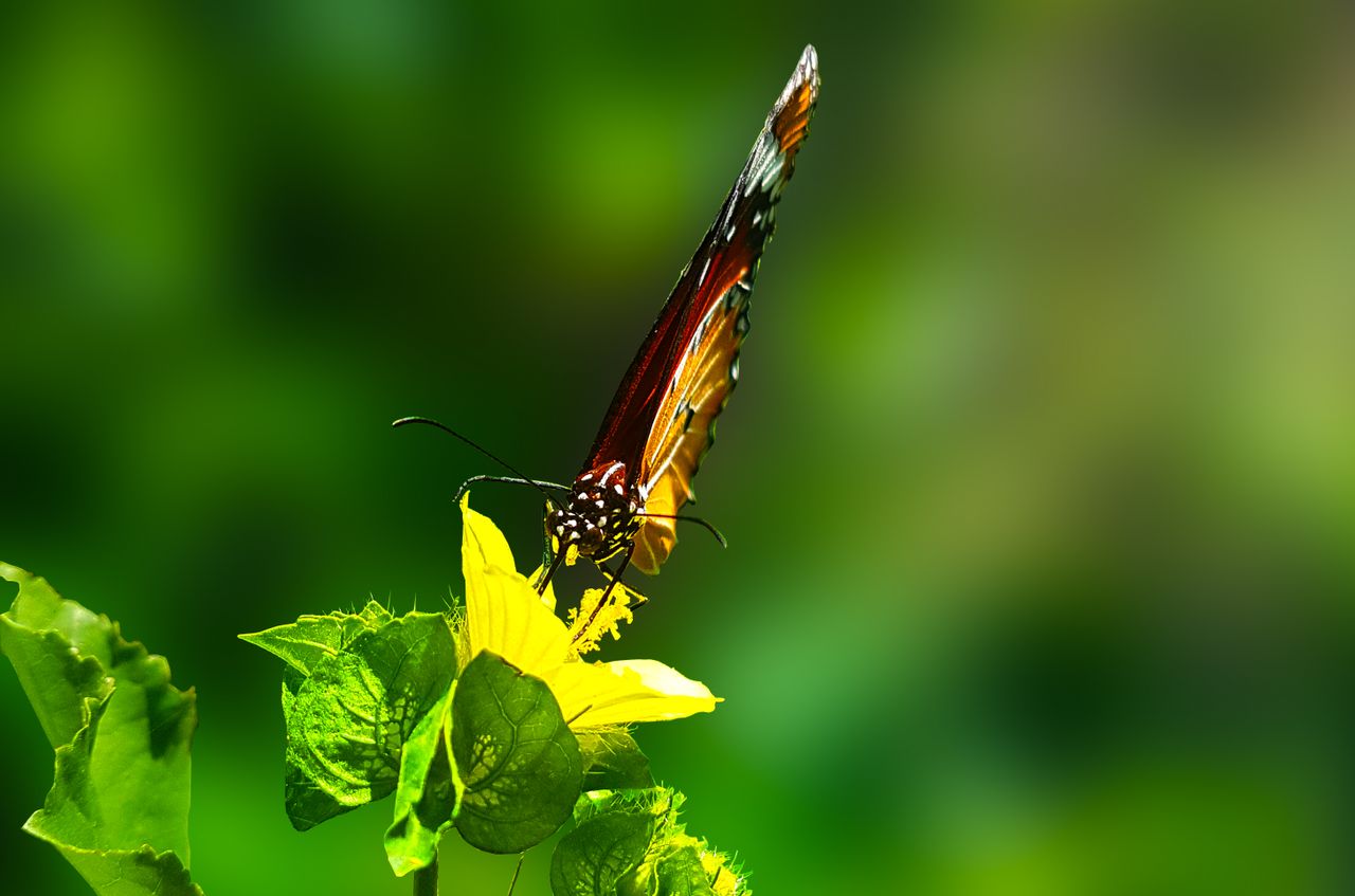 A colorful butterfly resting on a bright yellow flower