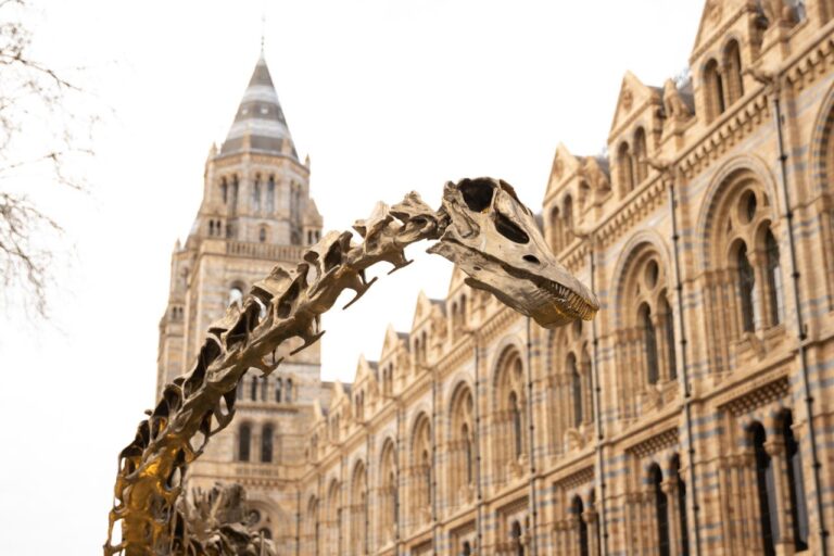 Dinosaurs ESL Worksheet — Advanced Level F Reading PDF