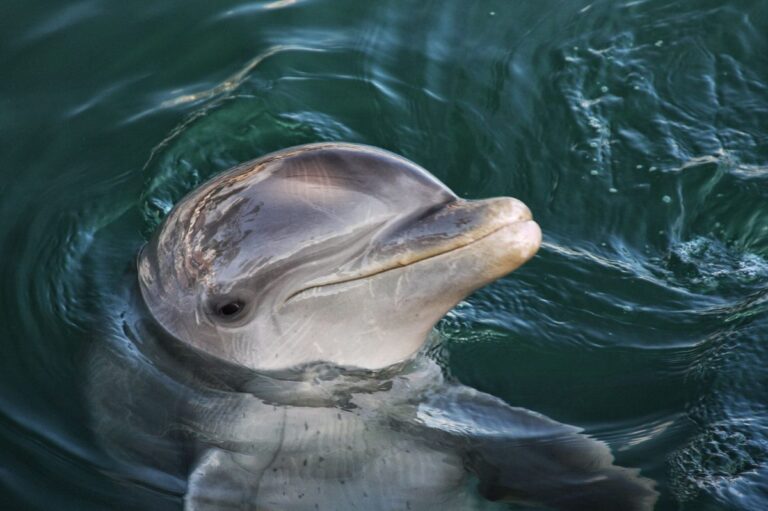 Close-up of a cute dolphin swimming in the pristine waters of Mexico, showcasing its playful nature.