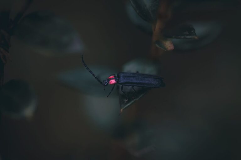 Captivating macro shot of a firefly resting on a leaf, highlighting its luminescent glow.