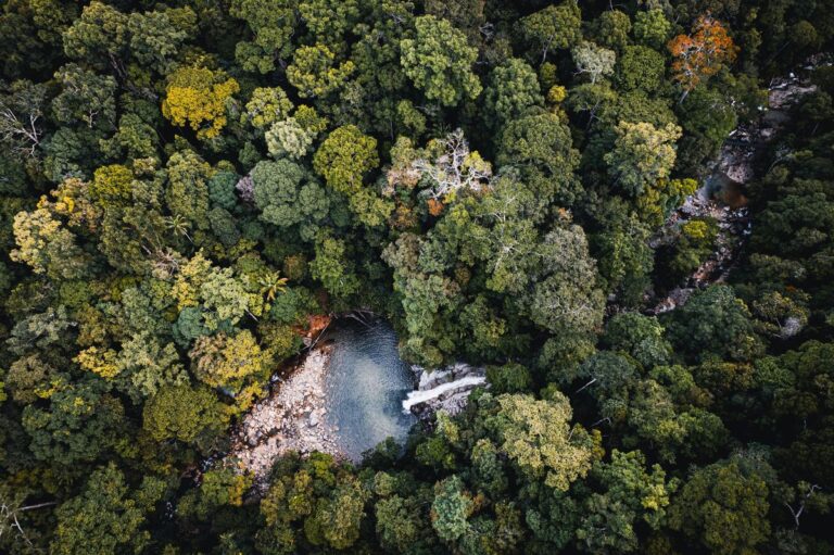 Stunning aerial view of dense forest surrounding a clear, flowing river in a natural setting.