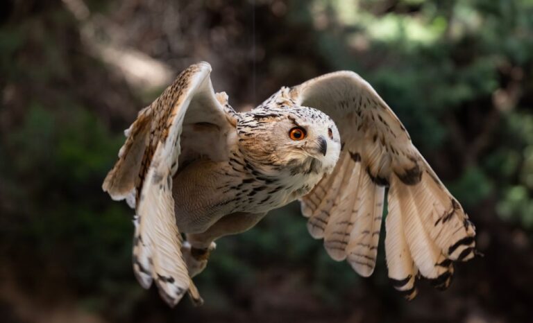 An owl in flight with its wings spread wide