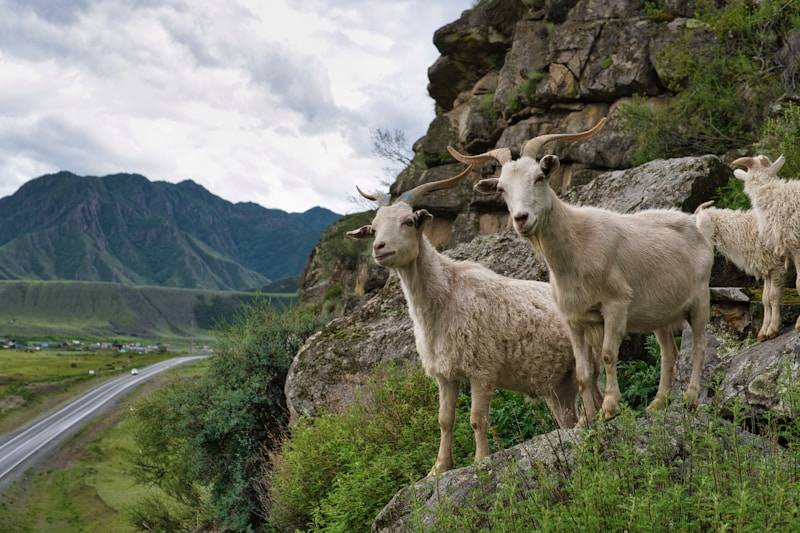 Wild goats on a mountainside, the animals Robinson Crusoe tamed on his island