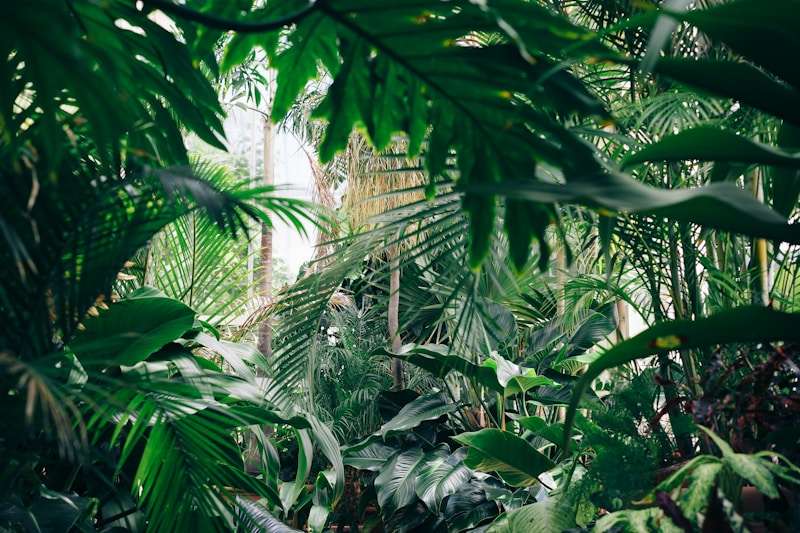 Dense island jungle Robinson Crusoe explored for food and shelter