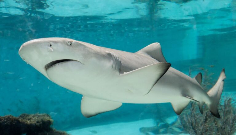 Sharks ESL Worksheet — Elementary Level C Reading PDF