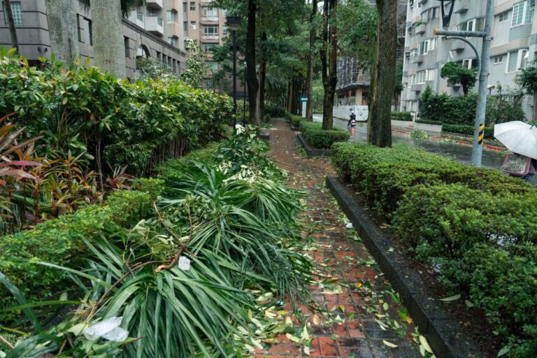 Damaged plants along a wet path after a typhoon in Taipei City, Taiwan.