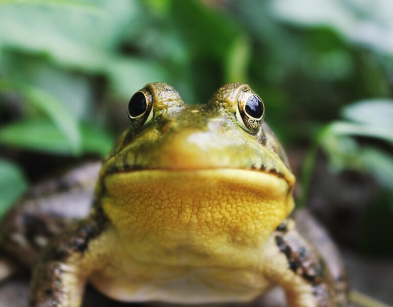 Frogs ESL Worksheet — Elementary Level C Reading PDF