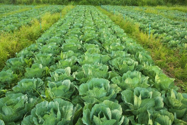 organic farming esl worksheet featured image