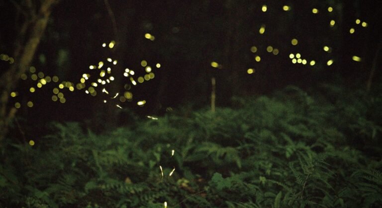 Fireflies ESL Worksheet — Elementary Level C Reading PDF