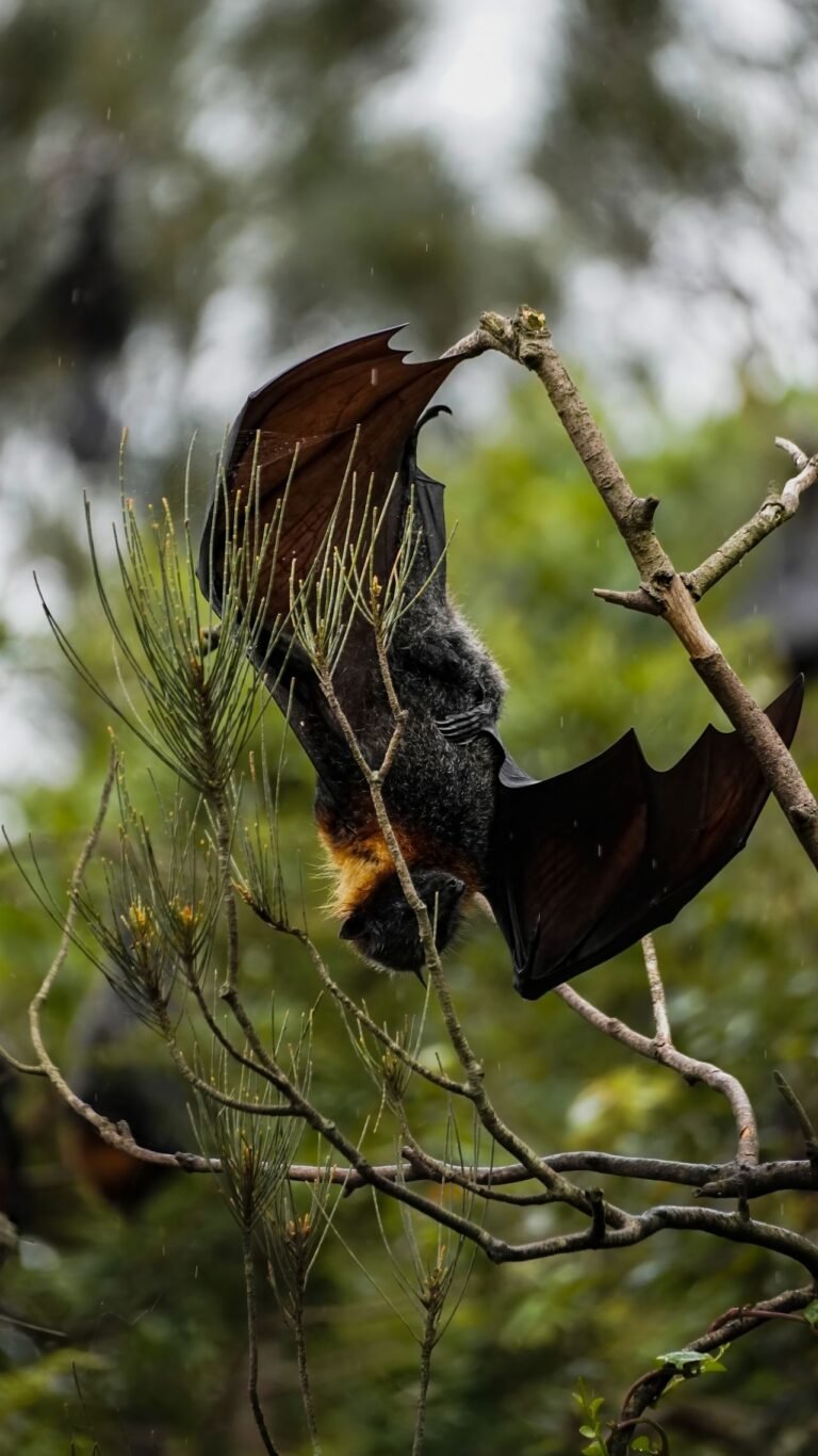 Bats ESL Worksheet — Advanced Level F Reading PDF