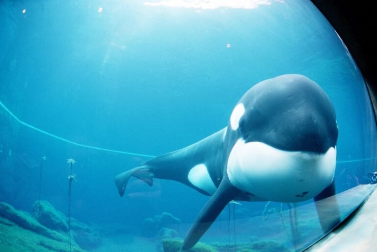 Captive Marine Mammals ESL Worksheet — Advanced Level F Reading PDF