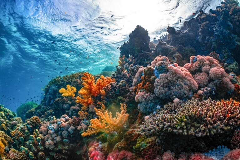Marine Biology Careers | Elementary ESL Worksheet PDF