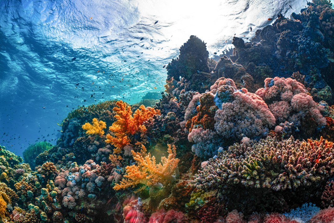 Marine Biology Careers | Elementary ESL Worksheet PDF
