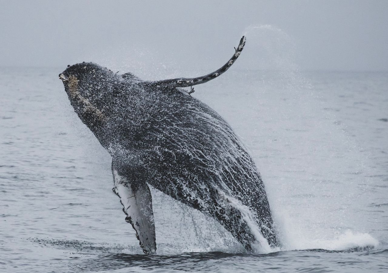 Humpback whale jumping out of the ocean