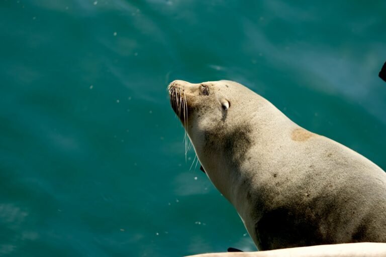 Sea Lion ESL Worksheet — Advanced Level F Reading PDF