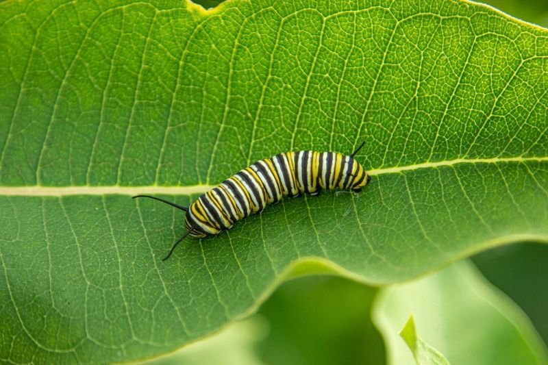 Caterpillar chewing a green leaf, the kind of damage that triggers a plant's electrical defense signal