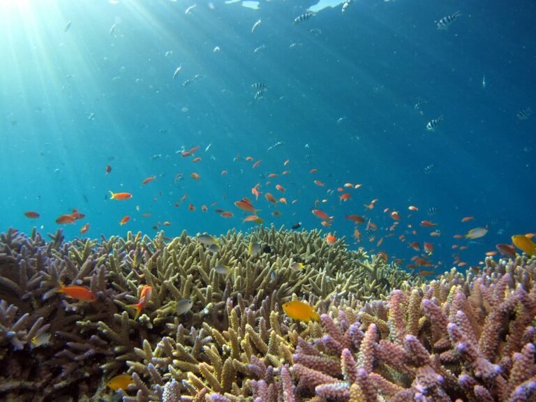 Climate Change and Coral Reefs | ESL Worksheet PDF