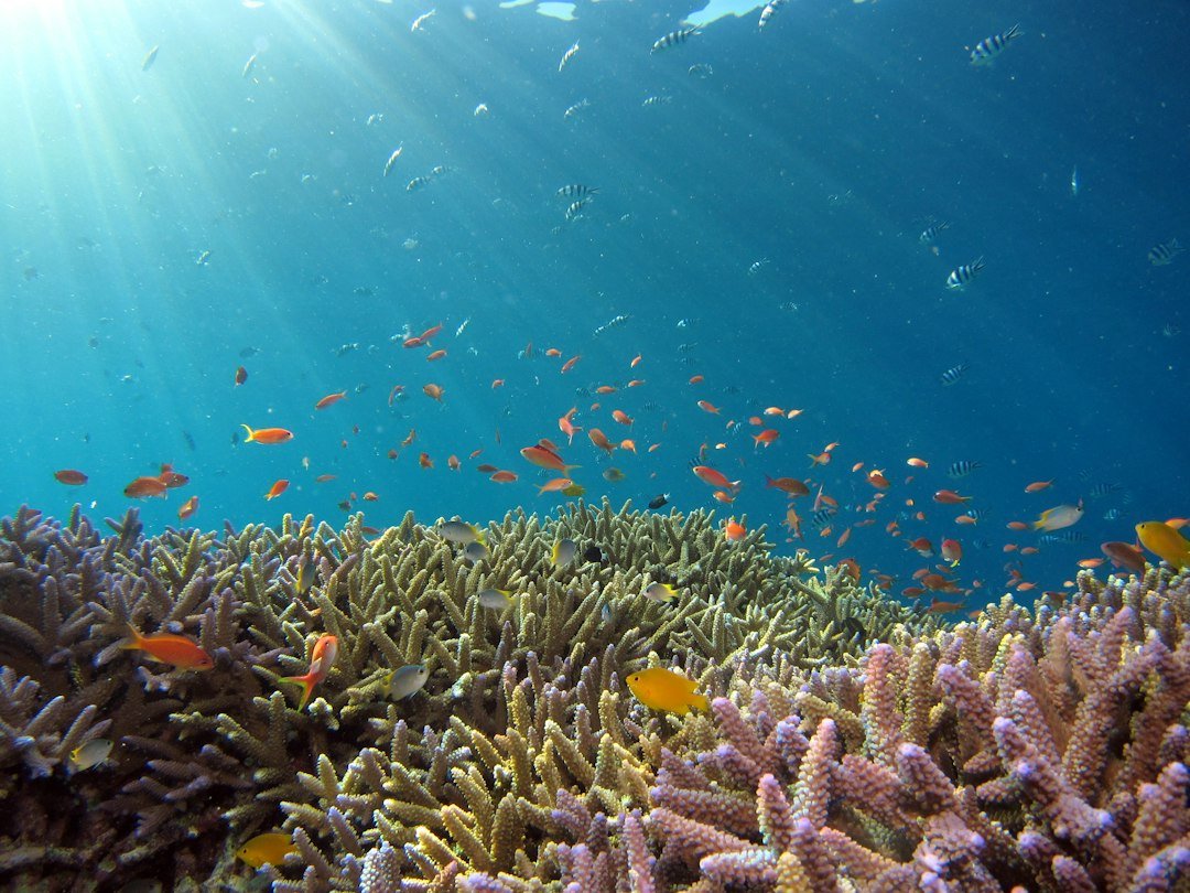 Climate Change and Coral Reefs | ESL Worksheet PDF