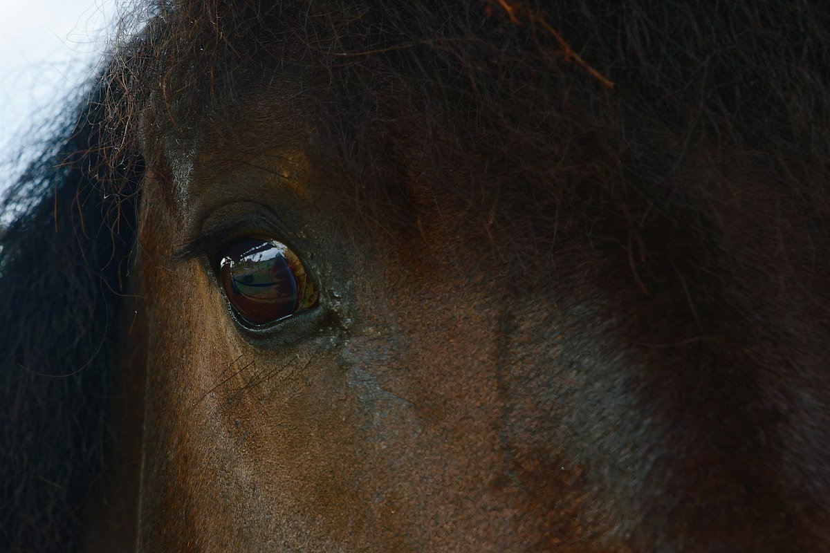 Close-up of a horse's face, illustrating straight from the horse's mouth