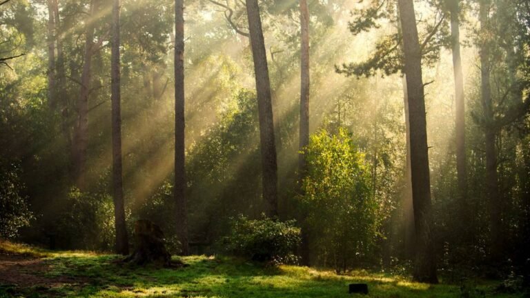 Sunlight filtering through a green forest canopy, the setting for questions about whether plants feel pain