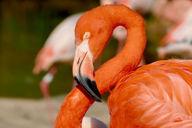 The Flamingo ESL Worksheet — Advanced Level F Reading PDF