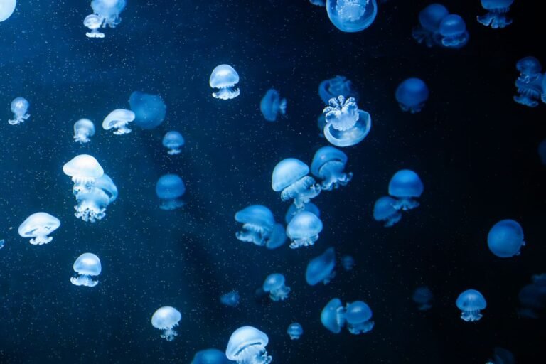 Jellyfish ESL Worksheet — Advanced Level F Reading PDF