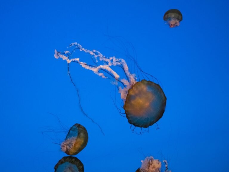 Jellyfish ESL Worksheet — Elementary Level C Reading PDF