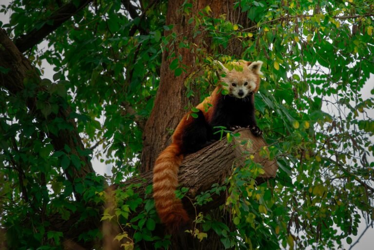 The Red Panda ESL Worksheet — Advanced Level F Reading PDF