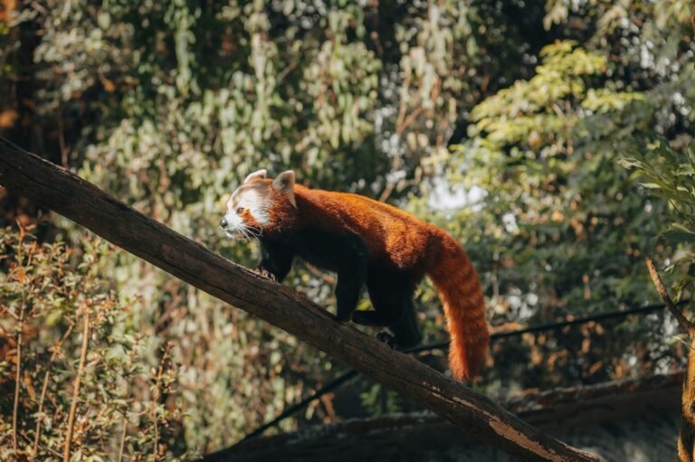 Red Pandas ESL Worksheet — Elementary Level C Reading PDF