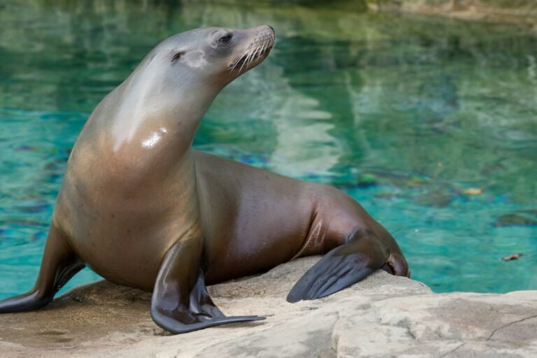 Sea Lions ESL Worksheet — Elementary Level C Reading PDF