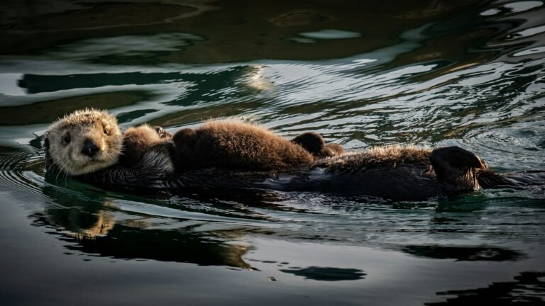 Sea Otters ESL Worksheet — Elementary Level C Reading PDF