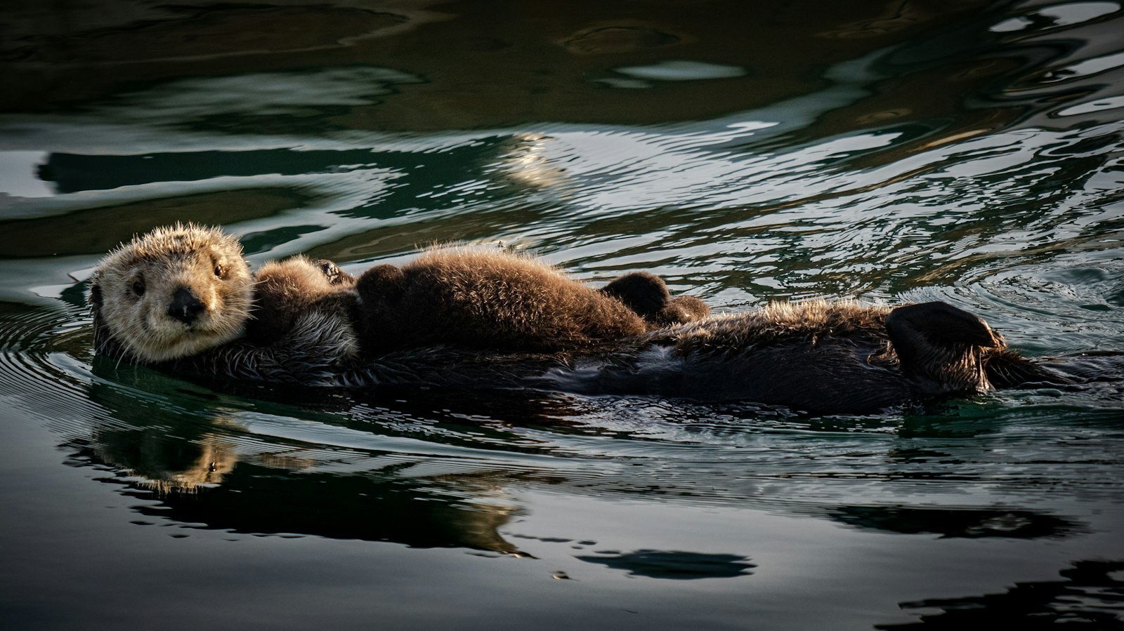 Mother sea otter swimming together with her baby