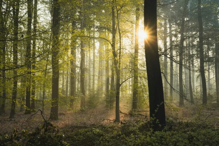 Sunlight streaming through a misty forest canopy above an underground mycorrhizal fungal network