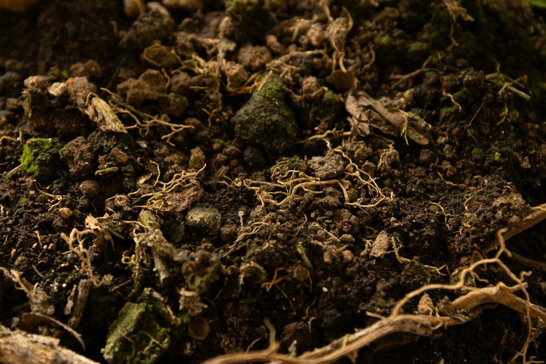 Fine fungal threads called hyphae growing through forest soil and tree roots, forming the mycorrhizal network